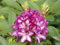 Rhododendron Hybride Hans Hachmann® - Großblumige Alpenrose - 30-40