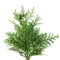 semi di cipresso piante decorative da appartamento semi di bonsai biologici bonsai da interno giardino decorazione soggiorno moderno alberi giardino resistenti piante resistenti in 10pcs
