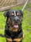 Starker Maulkorb aus Drahtmetall für Hunde, Rottweiler, Mastiff Golden Retriever und andere (R3, schwarz/schwarzes Leder)