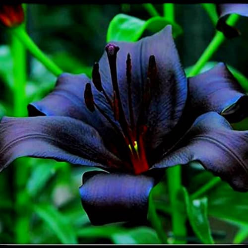 Lilium martagon zwiebeln,winterharte,lilien deko,lilien im topf,lilie riesen,lilien zwiebeln forever susan,lilie,duft lilien,lilien knollen,lilien zwiebeln winterhart mehrjährig.-10 zwiebeln-F