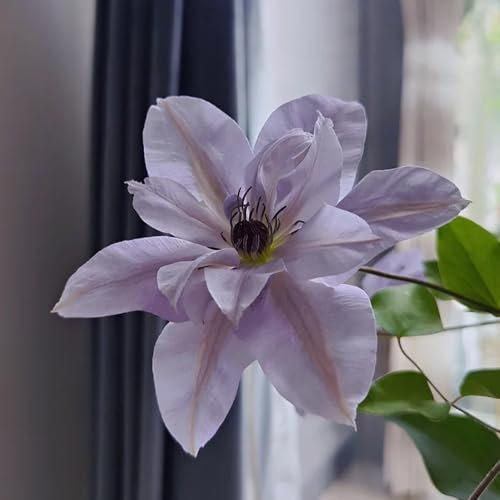 clematis winterhart mehrjährig Zwiebeln,Klematis, ostergeschenk,balkonpflanzen winterhart clematis immergrün kleine geschenke,hochbeet balkon schmetterlinge züchten,kräuterbeet 1pcs