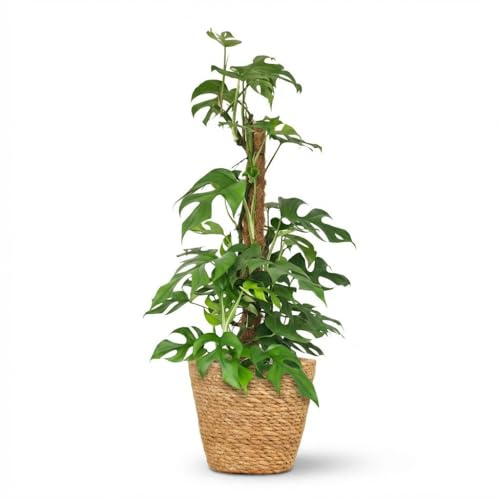 Mini Planta de Hoyo - Monstera Minima Moss Vine - Verde - Bajo mantenimiento - con Cesta - 80-90cm - Ø19cm - Planta de interior - Hojas perennes