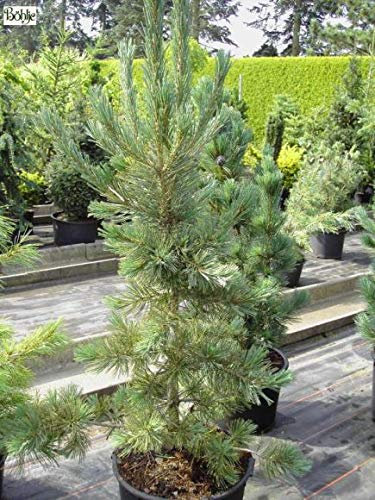 Pinus flexilis Firmament - Blaue Flechtkiefer - Nevada Zirbelkiefer - 40-60cm