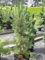 Pinus flexilis Firmament - Blaue Flechtkiefer - Nevada Zirbelkiefer - 40-60cm