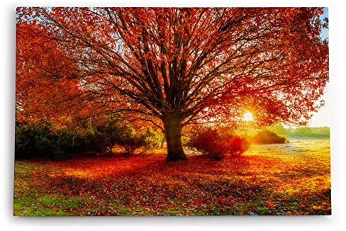 Paul Sinus Wandbild 120x80cm Großer Baum Feld Sonnenuntergang Herbst Laub