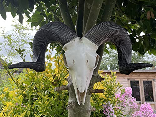 Wall Sculptures Ram, Sheep Animal head Ornament Hanging Skeleton art decoration Wall Skull gothic Home Decor for living room, Kitchen Decorative Accessories, Outdoor Garden Balcony Fence Ornaments