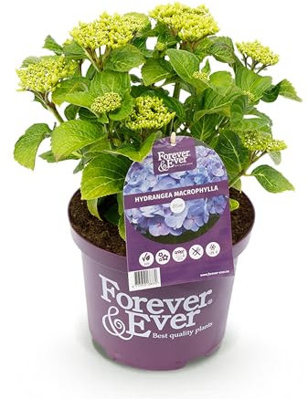GreenboutiQ - Plante de terrasse - Hortensia - Hydrangea Forever & Ever - Bleu - 7-12 Fleurs - Pot 23cm Hauteur 55cm