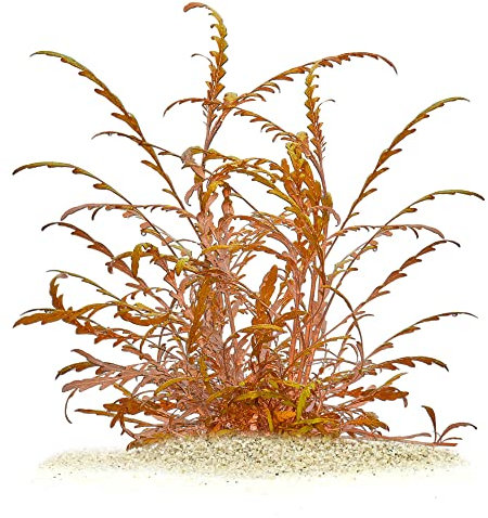 Hygrophila pinnatifida - Fiederspaltiger Wasserfreund in vitro 8,5cm Bechergröße - in vitro Wasserpflanzen für Aquarien