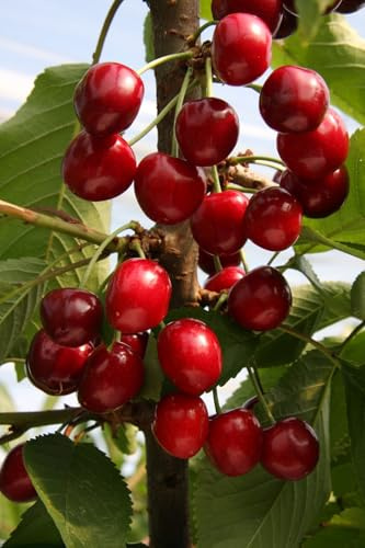 Frank P Matthews Cherry Tree 'Sunburst', 11.5L Container, Gisela 5® Rootstock, Bush, Dwarf Tree Plus Planting Kit