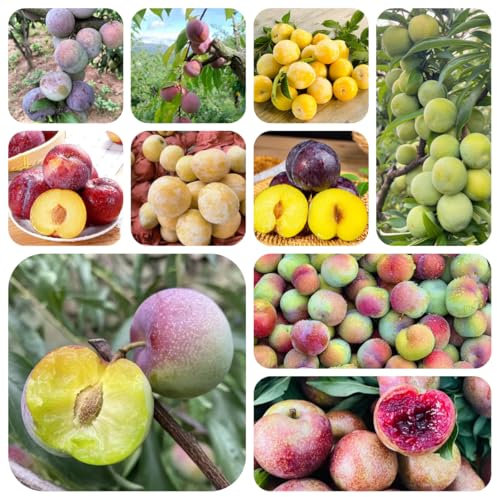 pflaumenbaum kaufen samen - pflanzen saatgut alte sorten obstbaum gewächshaus balkon obst pflanzen winterhart draußen bonsai tree bäume pflanzen hochbeet für balkon pflanzen für garten 35pcs