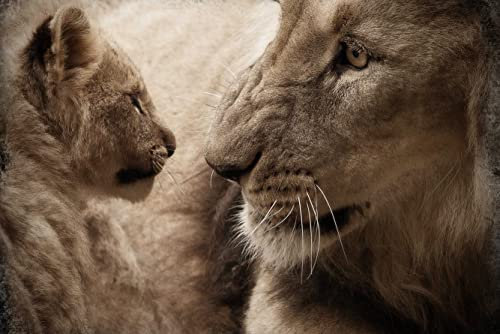 Wildtier-Puzzle Löwe mit Baby im hochwertigen Karton 2000 Teile in wiederverschliessbarem Beutel 70x100cm