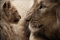 Wildtier-Puzzle Löwe mit Baby im hochwertigen Karton 2000 Teile in wiederverschliessbarem Beutel 70x100cm