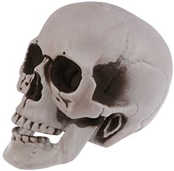 Sewroro 1 Stück Lebensgröße Skelett Schädel Menschlicher Schädel Modell Kunststoff Menschlichen Kopf Skelett Figuren Skulptur Realistische Menschliche Kopf Knochen für Halloween