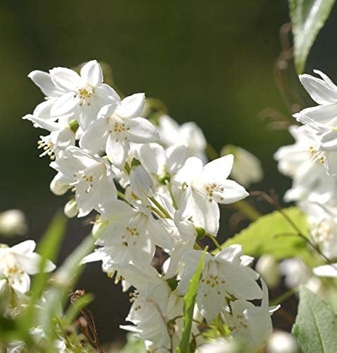 Kleine Deutzie Maiblumenstrauch 40-60cm - Deutzia gracilis - lebende Gartenpflanze aus den Baumschulen