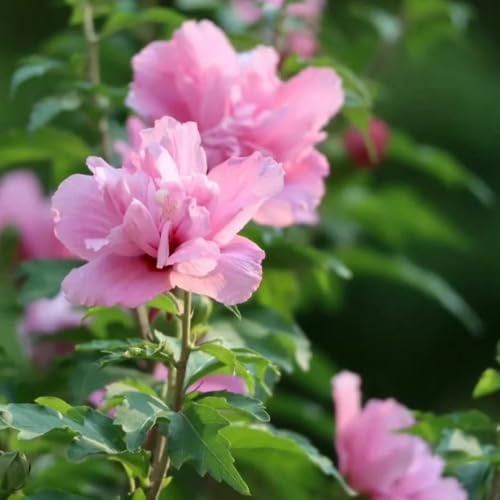 hibiskus zimmerpflanze, züchten exotische winterhart hibiskus grünpflanzen 125samen
