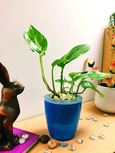 Easy Plants Devil's Ivy Golden Pothos Arum Casa Pianta Colorata Autoirrigante Pot & Bianco Top Dressing