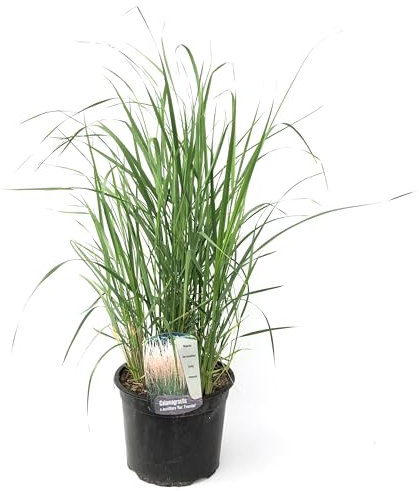 Plant in a Box - Panicum virgatum 'Heavy Metal' - Fingergras - Ziergras - Gartenpflanze - ⌀ 23 cm - Höhe 40-60 cm