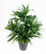 Seidenblumen Roß Dracena 42cm grün im Topf DA Drachenbaum Kunstpalmen Dekoapalme Kunstpflanzen künstliche Pflanzen Palmen