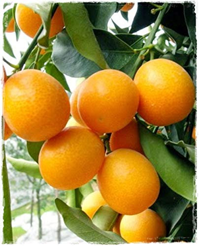 KUMQUAT Runde Pflanze 'Citrus Fortunella Japonica' - im Topf: Ø 22 cm - H. 80/90 cm