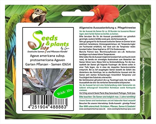 Stk - 10x Agave americana subsp. protoamericana Agaven Garten Pflanzen - Samen ID654 - Seeds & Plants Shop by Ipsa