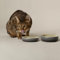Scruffs Ombre 2pc Cermaic Cat Food & Drink Bowl Set - Grey
