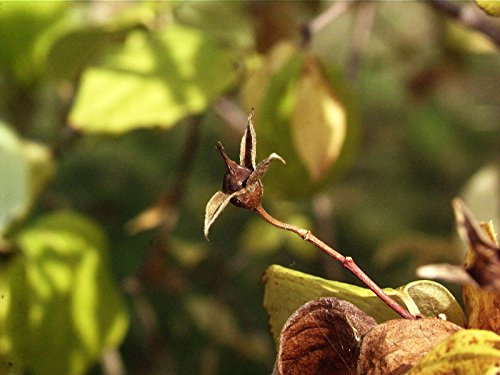 Duftender Bauernjasmin Philadelphus coronarius Containerware 60-100 cm