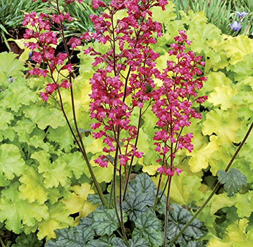 Purpurglöckchen Paris - Heuchera - Für Beet, Kübel und Steingarten - winterhart und mehrjährig - 1 Pflanze im 0,5 Liter Topf von Garten Schlüter - Pflanzen in Top-Qualität