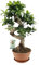 Ficus Ginseng - 50-60cm - Ø22cm - Planta de interior - Hojas perennes