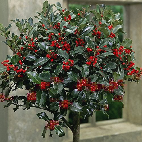 Standard Festive Holly Tree for Christmas, Gardens & Patios, Attractive Evergreen Producing Red Berries in Winter, 1 x Holly Green Alaska (Ilex) 2 Years Old Standard Plant by Thompson & Morgan