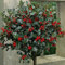 Standard Festive Holly Tree for Christmas, Gardens & Patios, Attractive Evergreen Producing Red Berries in Winter, 1 x Holly Green Alaska (Ilex) 2 Years Old Standard Plant by Thompson & Morgan