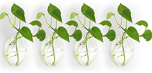 NUPTIO Lot de 4 pots de fleurs en verre à suspendre au mur – Vases de plantation d'eau, vase de fleurs, terrariums