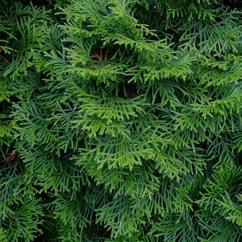 Lebensbaum - Thuja occidentalis Smaragd - Blatt grün - Heckenpflanze - 6 Pflanzen - 1 laufender Meter - immergrün - Topf 17cm Höhe 60cm