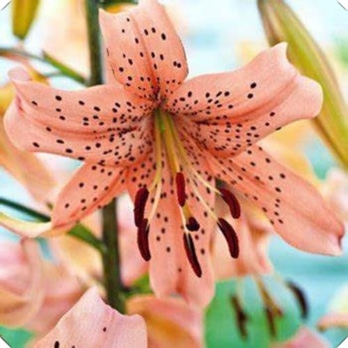 Lily Bulbs-Lily Bulbs for Planting Now UK-Flowering Bulbs Excellent Display Indoor Perennial Balcony Garden Bulbs Can Be Potted Aromatic-6bulbs-D