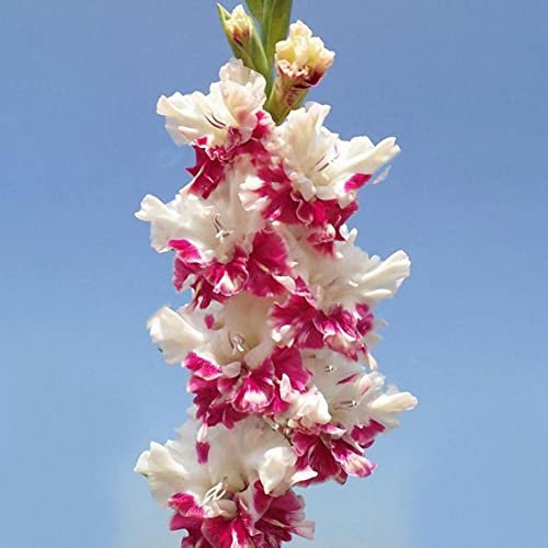 Generic Semi di bulbo di gladiolo, 100 pezzi Semi di bulbo di gladiolo di colore misto Giardino domestico Bonsai Yard Pianta ornamentale Multicolore Semi di Gladiolo