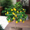 Semina und Semi-Bonsai-Frutta Zitronenbaum-Samen ganz oben auf der Leiste Albero da Frutto für das Haus Gatden Backyard (25 Stück) S47