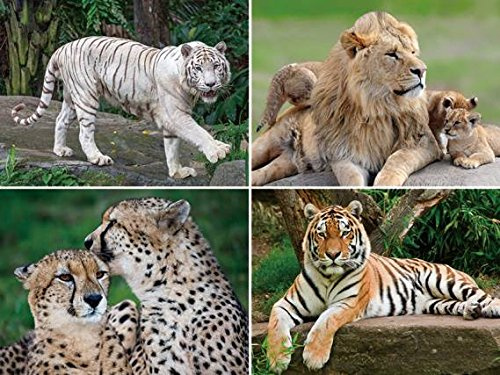 3 D Platzset Raubkatzen, 2erSet, Tischset, Tier Tiere, Löwe Tiger Gepard