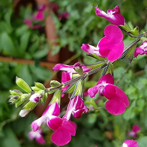 You Garden - 1 x Salvia 'Cherry Lips' in a 9cm Pot - Drought Tolerant Herbaceous Perennial Plant for Gardens - Perfect in Pots on Patios or Used for Borders
