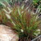 10 x Pennisetum alopecuroides 'Burgundy Bunny' im 1 Liter Topf (Ziergras/Gräser/Winterhart/Mehrjährig/Staude) Rotes Zwerg Lampenputzergras - Ein farbiger Akzent für jeden Garten - von Stauden Gänge