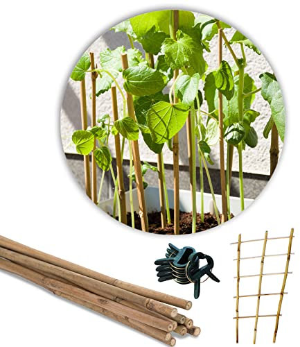 Novatool 5X Bambus Rankhilfe 110 x 40 cm und 20x Pflanzklammer klein Set I Rankgitter Balkon hoch Bambus Rankhilfe gebogen I Rankstäbe Zimmerpflanze Tomaten I Rankhilfe Bogen Holz