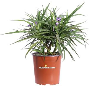 Pianta di Ruellia Brittoniana Katie Blue Pianta di Petunia messicana o del deserto pianta da esterno pianta da fiore viola pianta ornamentale pianta vera venduta da eGarden.store