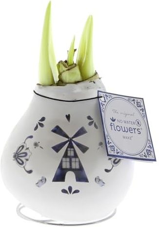 Amaryllis in Wachs Crafts Delfter Blau Windmill | 1 Stück | Blumenzwiebel | Zimmerpflanze | Rot | 100% Blütegarantie | QFB Gardening