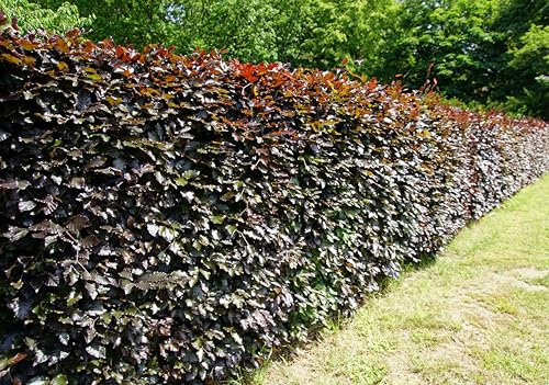 Blutbuchen 100st. 100-120cm im Topf rötlicher Austrieb Heckenpflanze Blutbuchen Fagus sylvatica Purpurea Gartenhecke Baum Hecke