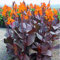 Riesen-Canna, mehrjährige winterharte Zwiebelpflanze, farbenfroh, dekorative Gartenpflanze, Gartenschatten-1 zwiebel-D
