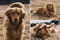 Foto Puzzle Personalisiert 1000 500 300 120 Teile für Erwachsene Jungen Mädchen Holzpuzzle,Puzzle mit eigenem Foto gestalten,ideal als persönliches Fotogeschenk