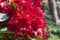 Rhododendron Hybr. 'Rabatz' 40-50 cm - Rhododendron, leuchtend rote Blüten, Blütezeit Mai-Juni, ideal für saure Böden, winterhart und pflegeleicht