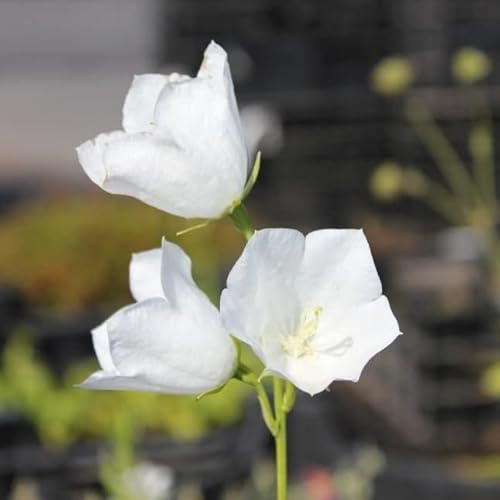 6x Pfirsichblättrige Glockenblume 'Grandiflora Alba' - Campanula persicifolia 'Grandiflora Alba' - Topf 9x9cm - Weiß blühende Staude