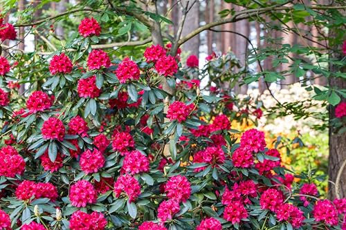 1st. Rhododendron ‘Nova Zembla’ 40-50cm im großen Topf