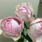Rosenpflanzen in angebot - Duftende rosen winterhart - Seltene Rosenpflanze - Rose pflanzen knollen winterhart - Blumenzwiebeln mehrjährig winterhart-1Pflanze-F