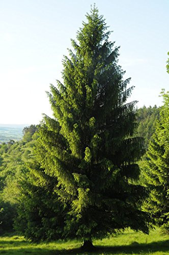 Abete Rosso, Picea Abies, metà di Albero (Fast Evergreen) 30
