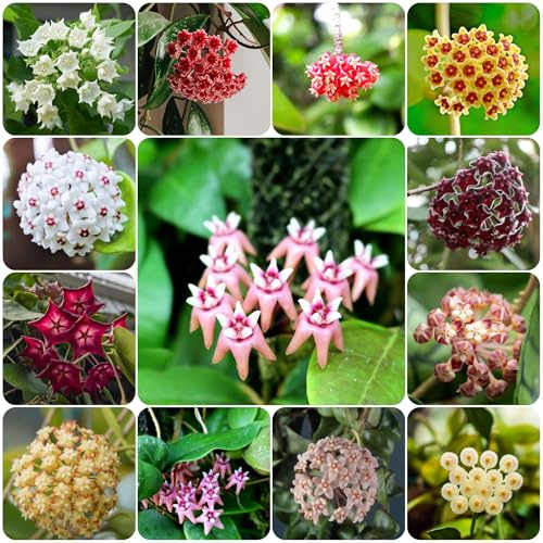hoyasamen, wachsblume, kübelpflanzen porzellanblume alte sorten garten hochbeet winterhart balkon 35pcs